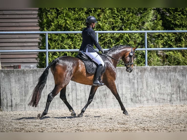 Zwitsers warmbloed Merrie 3 Jaar 164 cm Donkerbruin in Eschenz