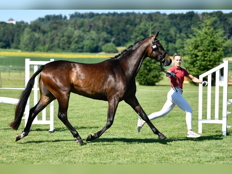 Zwitsers warmbloed Merrie 3 Jaar 164 cm Donkerbruin in Eschenz