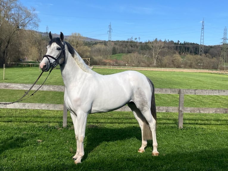 Zwitsers warmbloed Merrie 4 Jaar 158 cm Gevlekt-paard in Bassecourt
