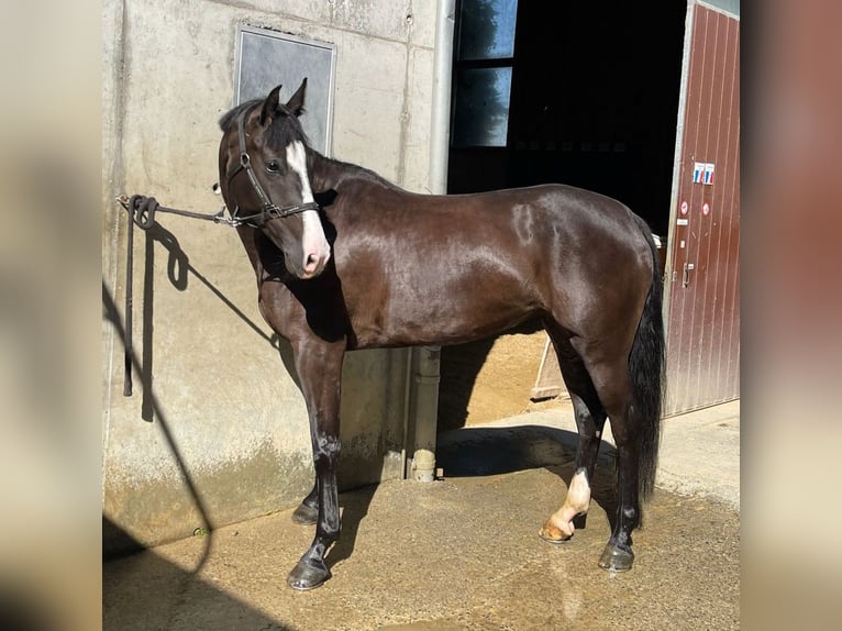 Zwitsers warmbloed Merrie 4 Jaar 163 cm Donkerbruin in M&#xE4;genwil