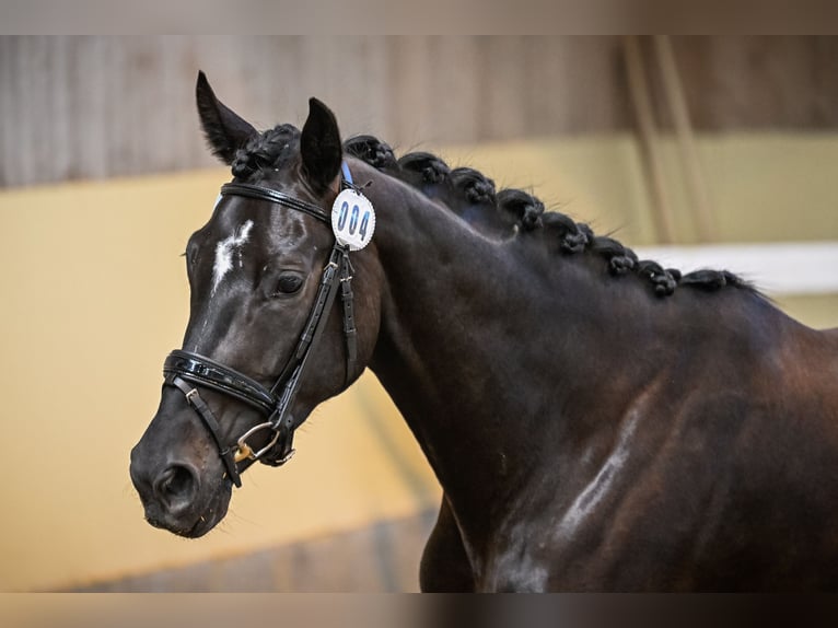 Zwitsers warmbloed Merrie 4 Jaar 163 cm Zwartbruin in Forch