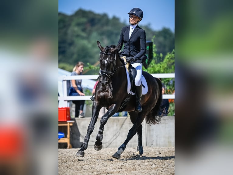 Zwitsers warmbloed Merrie 4 Jaar 163 cm Zwartbruin in Forch