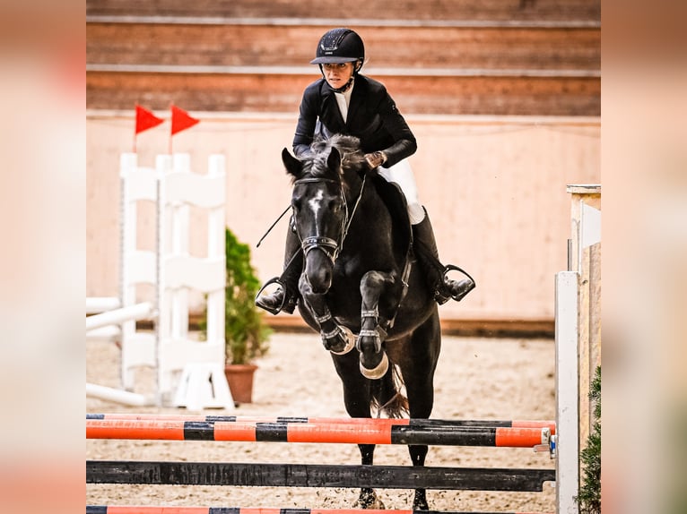 Zwitsers warmbloed Merrie 4 Jaar 163 cm Zwartbruin in Forch