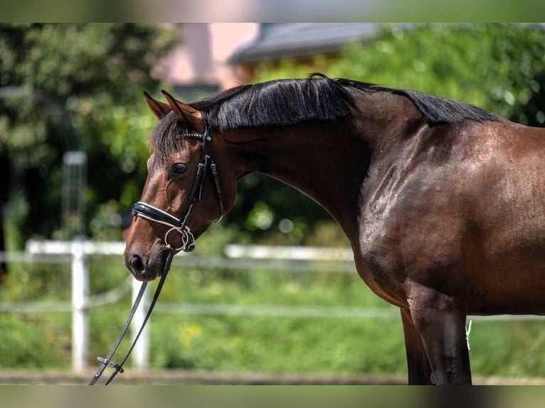 Zwitsers warmbloed Mix Merrie 5 Jaar 161 cm Donkerbruin in Turtmann