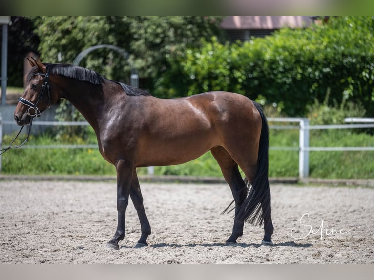 Zwitsers warmbloed Mix Merrie 5 Jaar 161 cm Donkerbruin in Turtmann