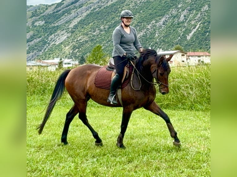 Zwitsers warmbloed Mix Merrie 5 Jaar 161 cm Donkerbruin in Turtmann
