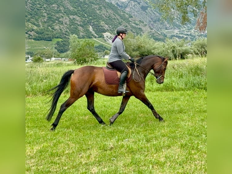 Zwitsers warmbloed Mix Merrie 5 Jaar 161 cm Donkerbruin in Turtmann
