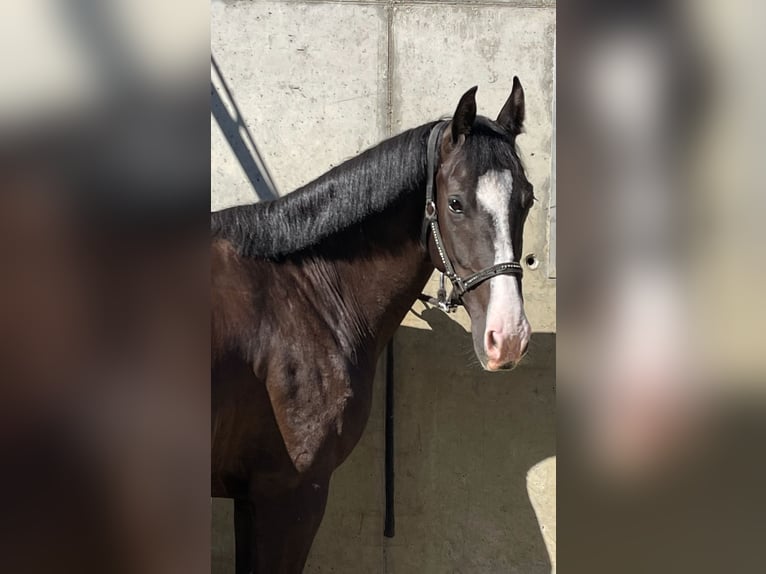 Zwitsers warmbloed Merrie 5 Jaar 163 cm Donkerbruin in Mägenwil