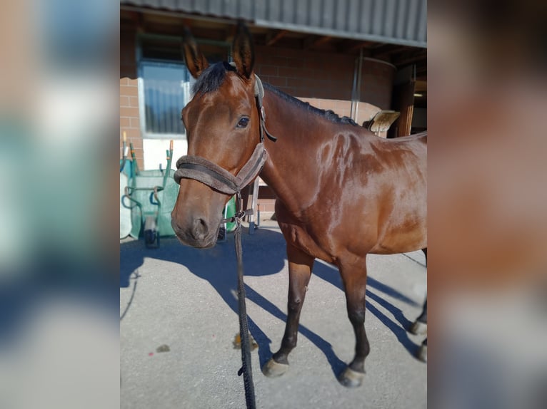 Zwitsers warmbloed Merrie 6 Jaar 165 cm Bruin in Gwatt (Thun)Gwatt