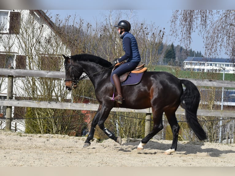 Zwitsers warmbloed Merrie 7 Jaar 165 cm Donkerbruin in St. Pelagiberg