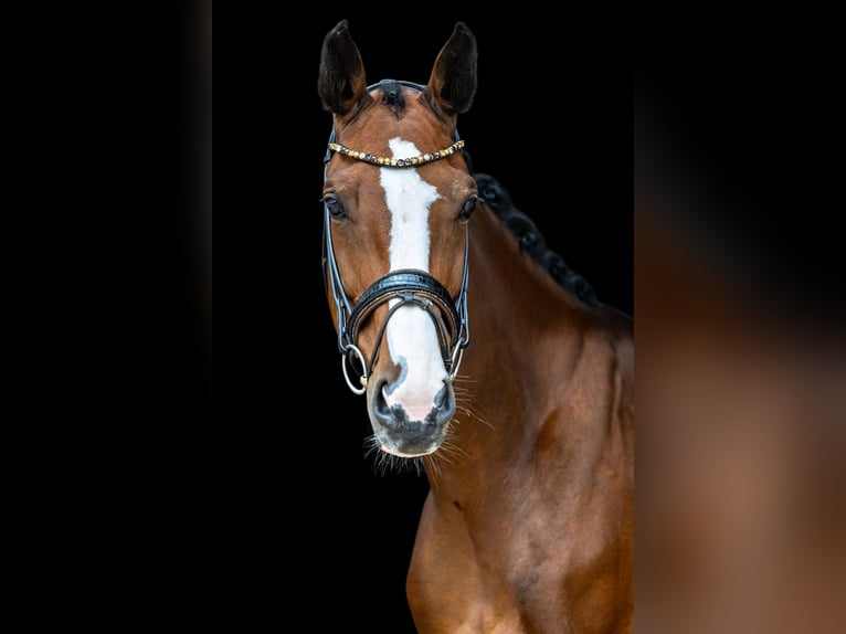 Zwitsers warmbloed Merrie 7 Jaar 168 cm Bruin in Rosenheim