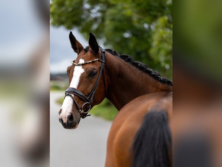 Zwitsers warmbloed Merrie 7 Jaar 168 cm Bruin in Rosenheim