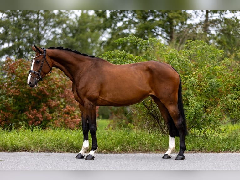 Zwitsers warmbloed Merrie 7 Jaar 168 cm Bruin in Rosenheim
