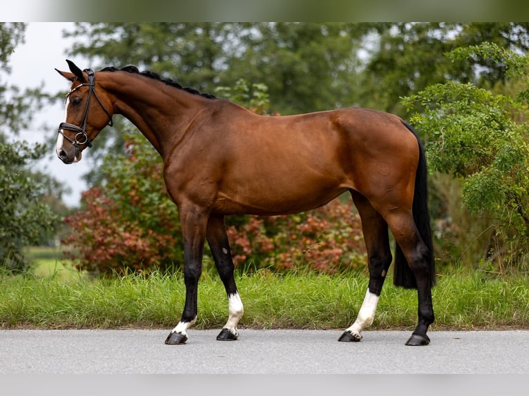 Zwitsers warmbloed Merrie 7 Jaar 168 cm Bruin in Rosenheim