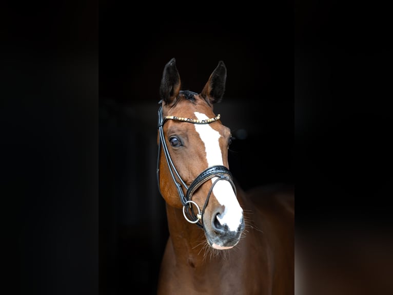 Zwitsers warmbloed Merrie 7 Jaar 168 cm Bruin in Rosenheim
