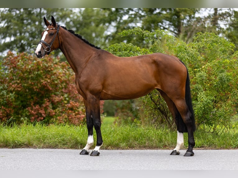 Zwitsers warmbloed Merrie 7 Jaar 168 cm Bruin in Rosenheim