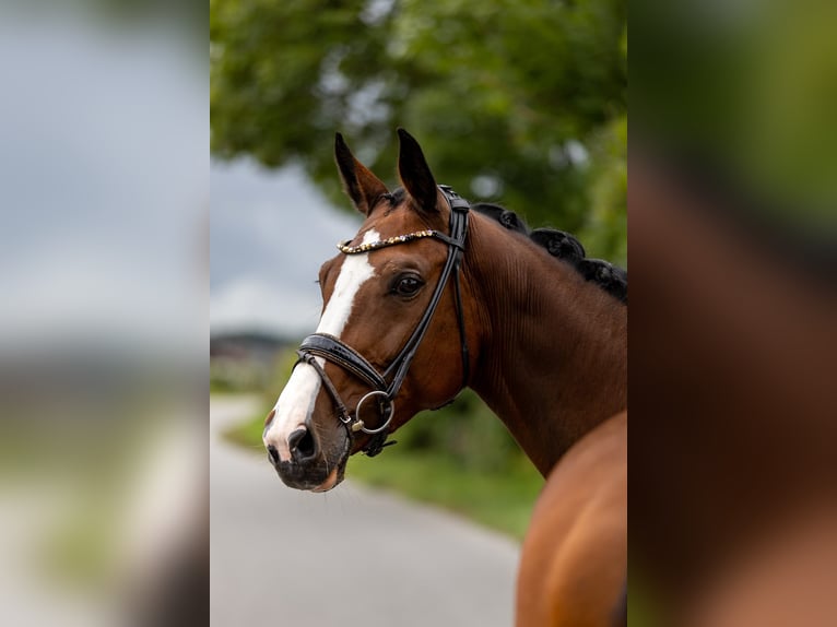 Zwitsers warmbloed Merrie 7 Jaar 168 cm Bruin in Rosenheim