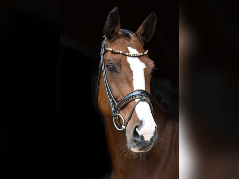 Zwitsers warmbloed Merrie 7 Jaar 168 cm Bruin in Rosenheim