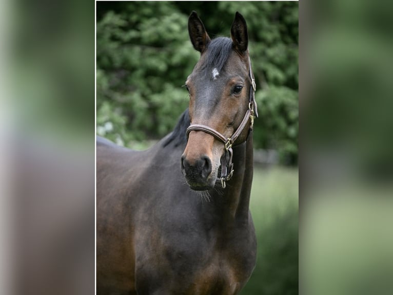 Zwitsers warmbloed Merrie 9 Jaar 163 cm Bruin in Seon