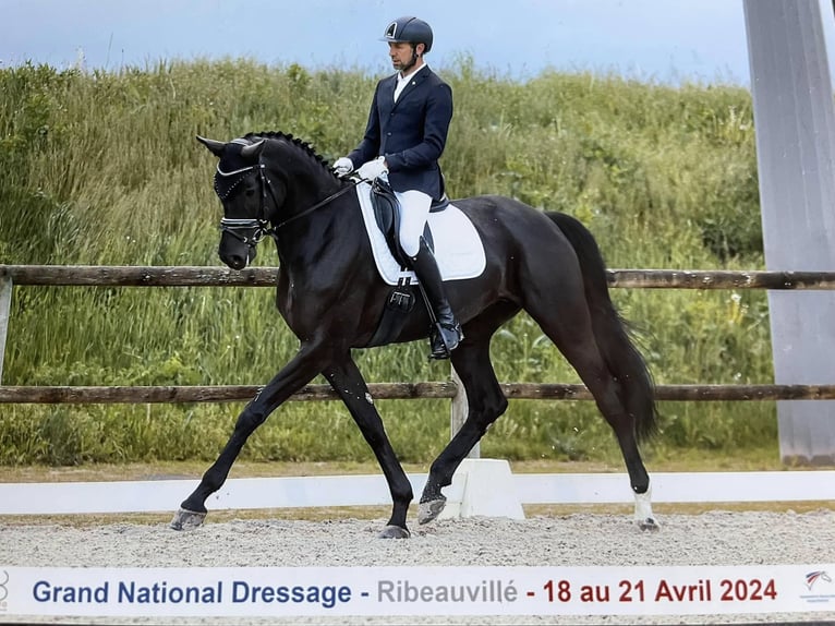 Zwitsers warmbloed Merrie 9 Jaar 170 cm Zwartbruin in Wittenheim