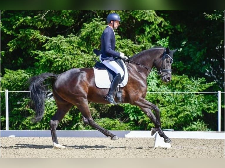 Zwitsers warmbloed Merrie 9 Jaar 170 cm Zwartbruin in Wittenheim