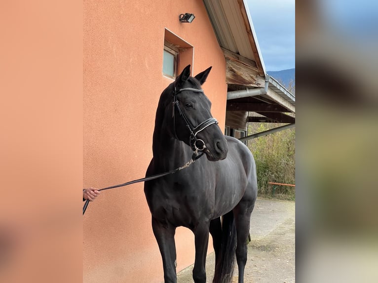 Zwitsers warmbloed Merrie 9 Jaar 170 cm Zwartbruin in Wittenheim