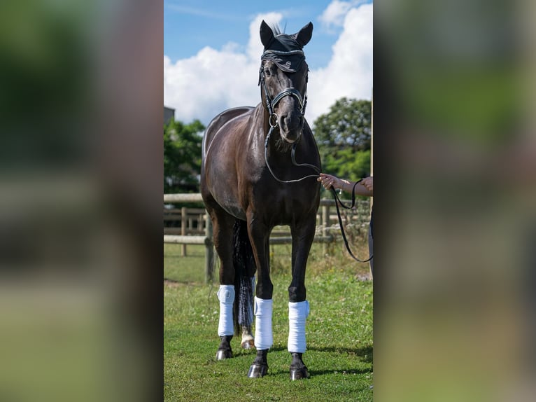 Zwitsers warmbloed Merrie 9 Jaar 170 cm Zwartbruin in Wittenheim