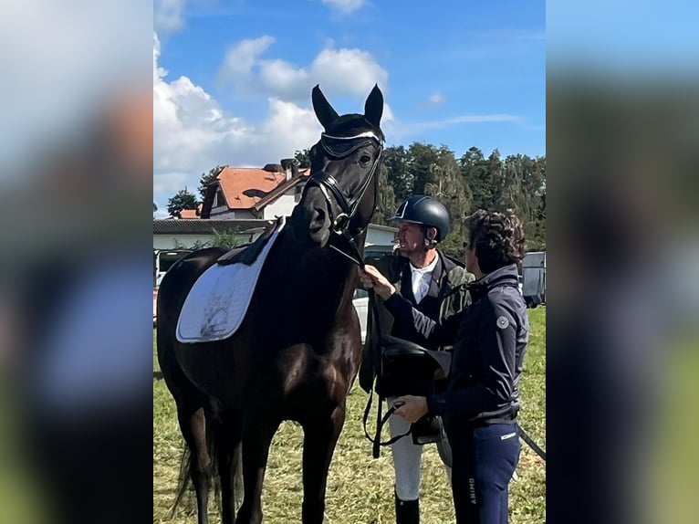 Zwitsers warmbloed Merrie 9 Jaar 170 cm Zwartbruin in Wittenheim
