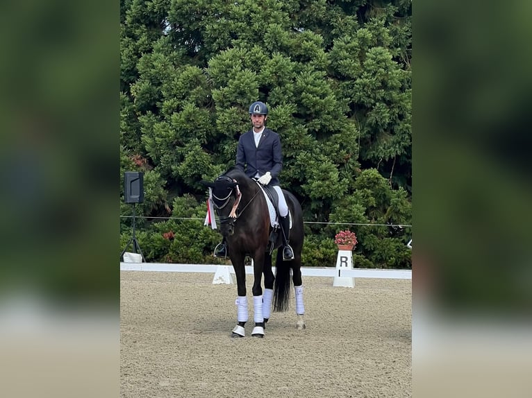 Zwitsers warmbloed Merrie 9 Jaar 170 cm Zwartbruin in Wittenheim