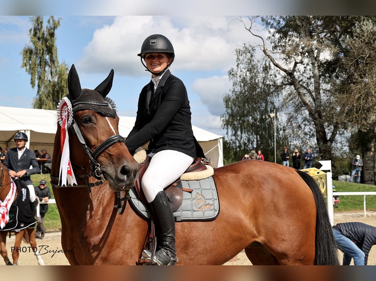 Zwitsers warmbloed Merrie 9 Jaar 172 cm Bruin in Zielebach