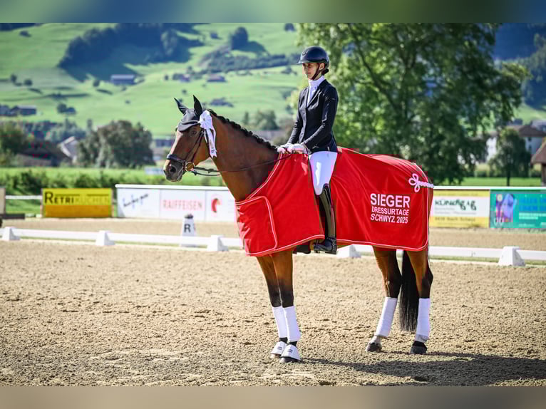 Zwitsers warmbloed Merrie 9 Jaar 172 cm Bruin in Trachslau