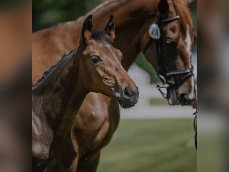 Zwitsers warmbloed Merrie Veulen (03/2026) Bruin in Bertschikon (Gossau ZH)