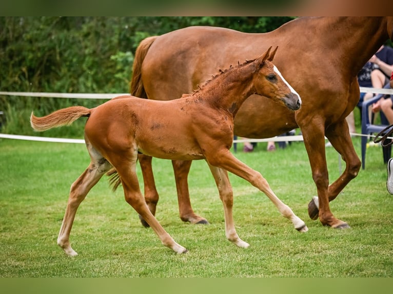 Zwitsers warmbloed Merrie veulen (05/2024) Vos in Mettmenstetten