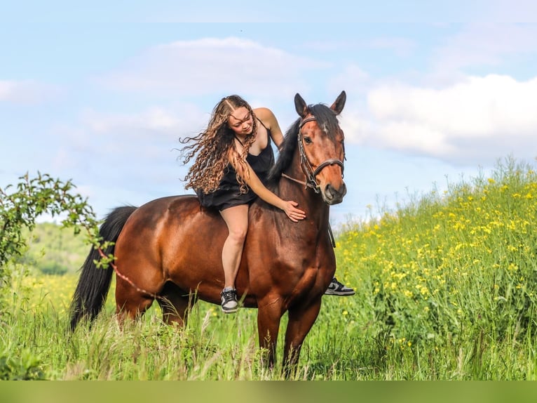 Zwitsers warmbloed Ruin 10 Jaar 165 cm Bruin in Prez-vers-Noréaz