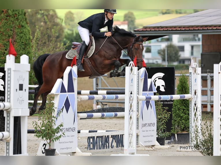 Zwitsers warmbloed Ruin 10 Jaar 165 cm Bruin in Prez-vers-Noréaz