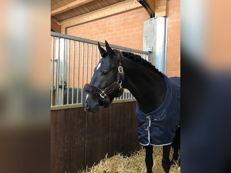 Zwitsers warmbloed Ruin 10 Jaar 168 cm Donkerbruin in Fehraltorf