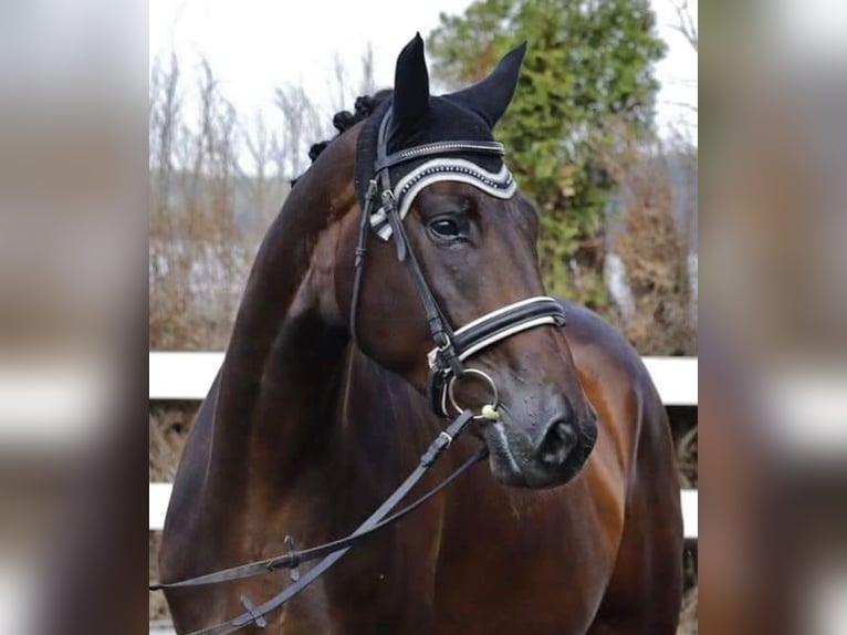 Zwitsers warmbloed Ruin 11 Jaar 178 cm Bruin in Itingen