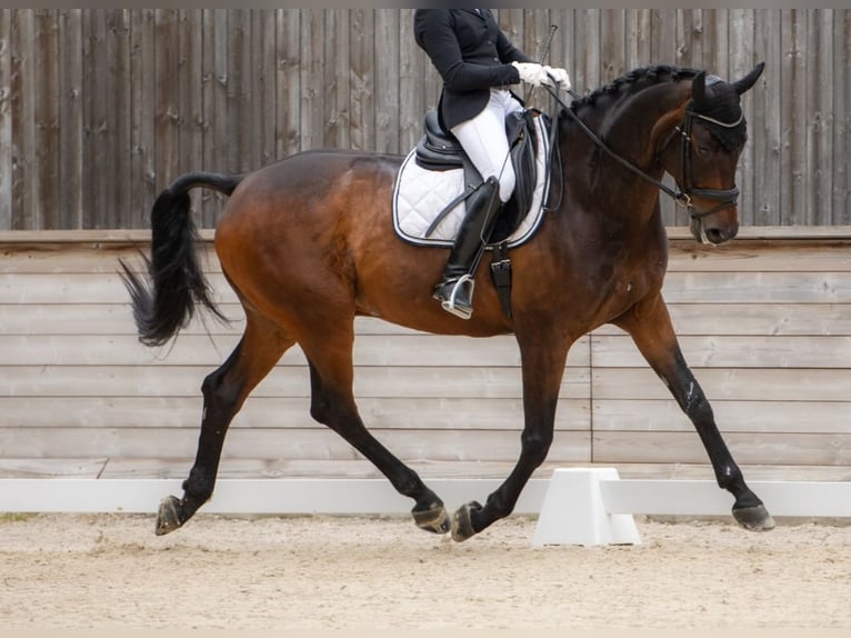 Zwitsers warmbloed Ruin 11 Jaar 178 cm Bruin in Itingen