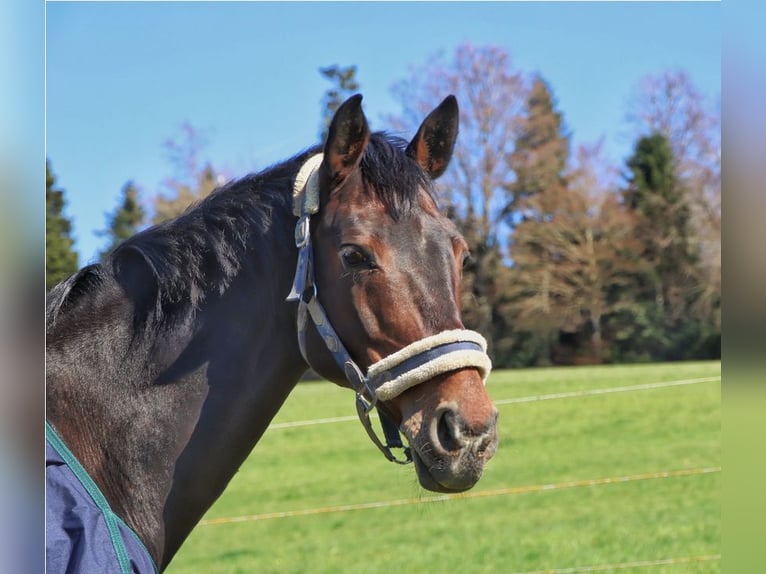 Zwitsers warmbloed Ruin 12 Jaar 165 cm Bruin in Belp