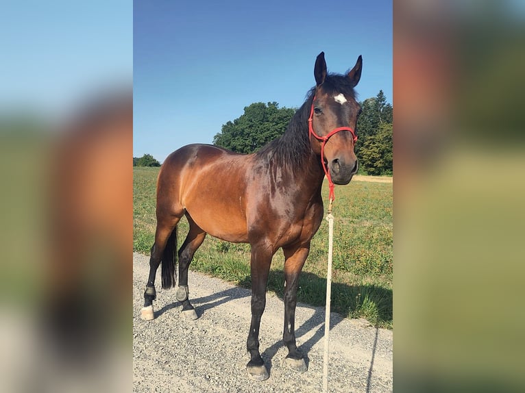 Zwitsers warmbloed Ruin 13 Jaar 155 cm Bruin in Basadingen