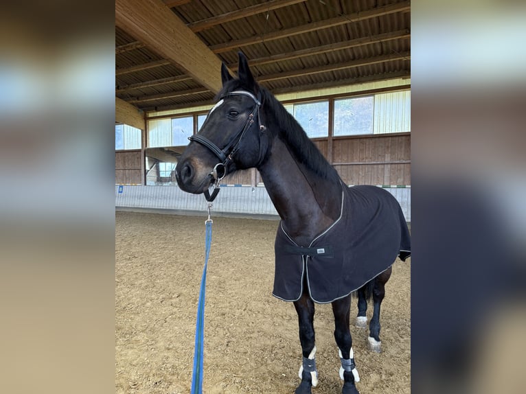 Zwitsers warmbloed Ruin 13 Jaar 173 cm Donkerbruin in Wolfhausen