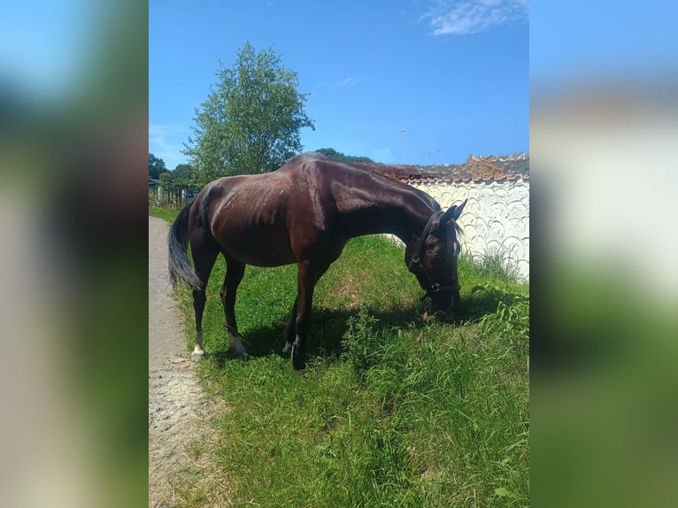 Zwitsers warmbloed Ruin 15 Jaar 169 cm Zwart in Altlußheim
