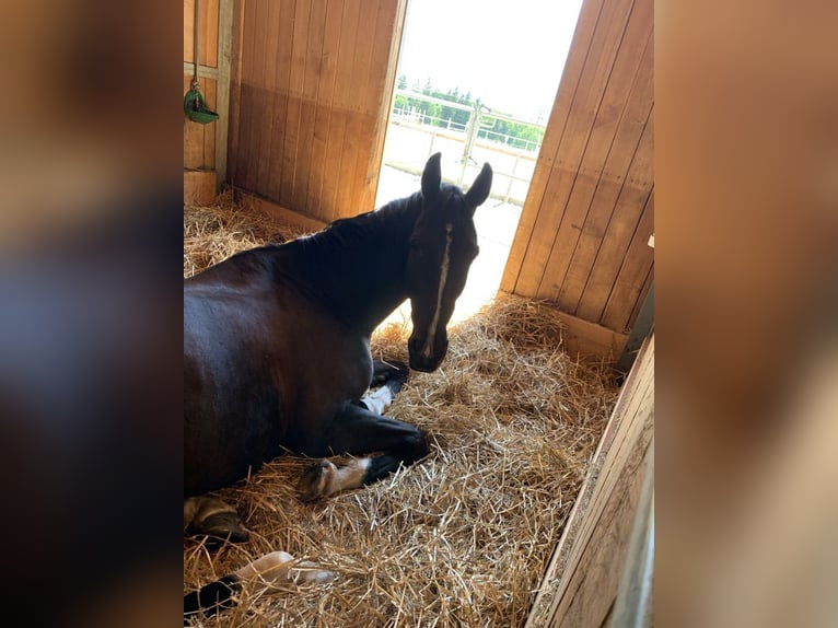 Zwitsers warmbloed Ruin 15 Jaar 178 cm Donkerbruin in Schalunen