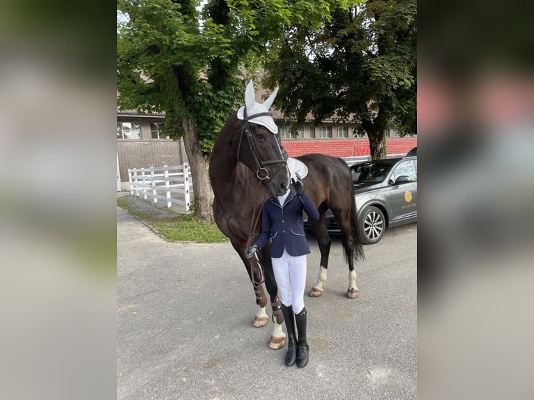 Zwitsers warmbloed Ruin 15 Jaar 178 cm Donkerbruin in Schalunen