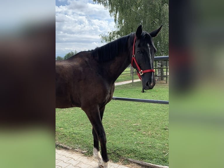 Zwitsers warmbloed Ruin 15 Jaar 178 cm Donkerbruin in Schalunen
