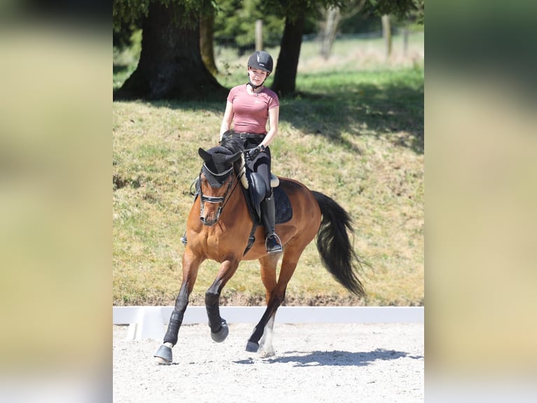 Zwitsers warmbloed Ruin 17 Jaar 163 cm Bruin in Freiensteinau