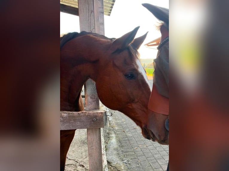 Zwitsers warmbloed Ruin 17 Jaar 170 cm Bruin in Niederhasli