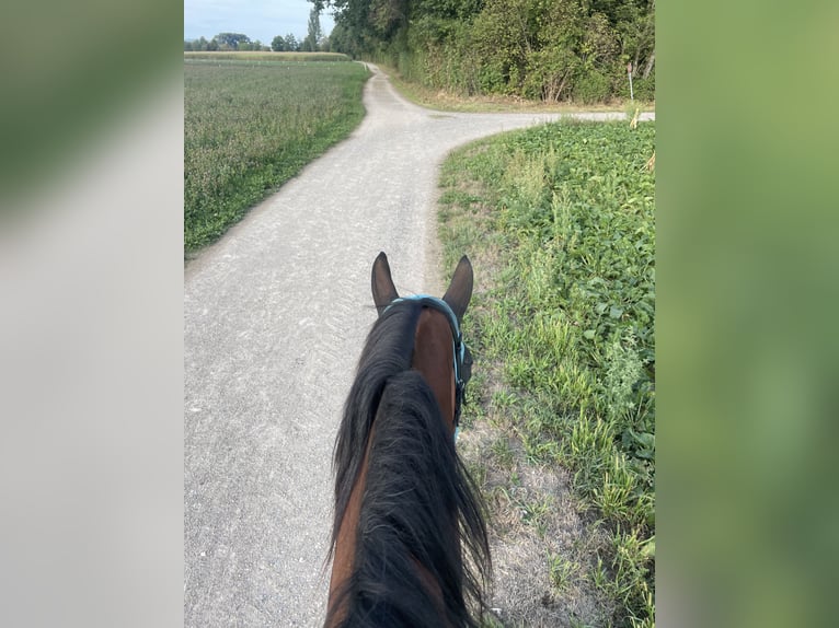 Zwitsers warmbloed Ruin 17 Jaar 170 cm Bruin in Niederhasli
