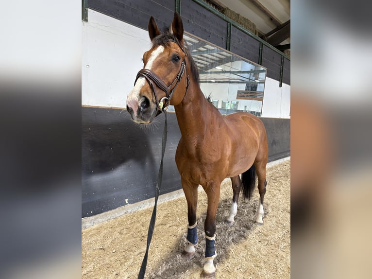 Zwitsers warmbloed Ruin 17 Jaar 175 cm Bruin in Dielsdorf