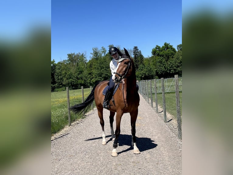 Zwitsers warmbloed Ruin 17 Jaar 175 cm Bruin in Dielsdorf